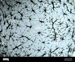 Attēlu rezultāti vaicājumam “Cribraria intricata spores”