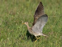 Image result for Bartramia longicauda