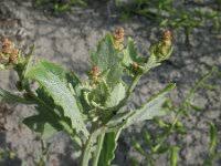 Attēlu rezultāti vaicājumam “Atriplex calotheca”