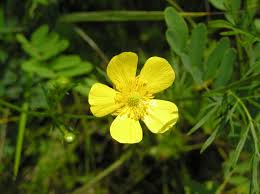 Attēlu rezultāti vaicājumam “Ranunculus repens flower”