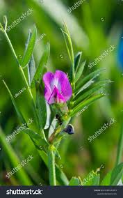 Attēlu rezultāti vaicājumam “Vicia lathyroides”