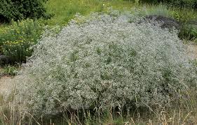 Attēlu rezultāti vaicājumam “Gypsophila paniculata leaf”