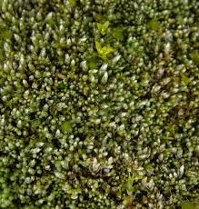 Attēlu rezultāti vaicājumam “Bryum argenteum sporophyte”