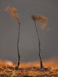 Attēlu rezultāti vaicājumam “Comatricha alta macro”