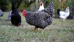 Image result for Plymouth Rhc