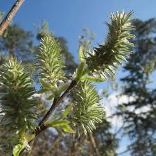 Attēlu rezultāti vaicājumam “Salix caprea fruit”