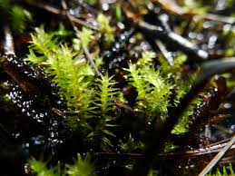 Attēlu rezultāti vaicājumam “Meesia triquetra”