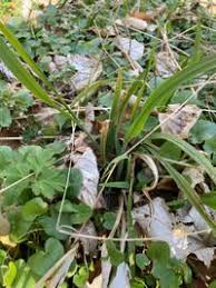 Attēlu rezultāti vaicājumam “Hordelymus europaeus fruit”