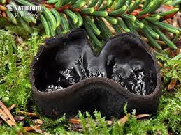 Attēlu rezultāti vaicājumam “Pseudoplectania nigrella”