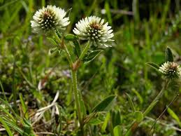 Attēlu rezultāti vaicājumam “Trifolium montanum”