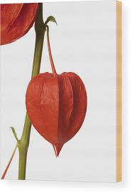 Image result for Physalis alkekengi