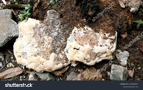 Attēlu rezultāti vaicājumam “Perenniporia medulla-panis”