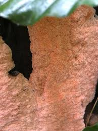 Attēlu rezultāti vaicājumam “Corticium roseum”