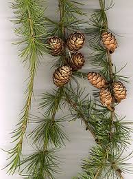 Attēlu rezultāti vaicājumam “Larix decidua”