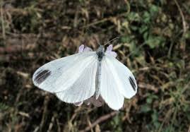 Attēlu rezultāti vaicājumam “Leptidea sinapis underside”