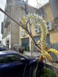 Attēlu rezultāti vaicājumam “Populus simonii”