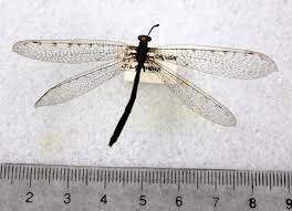 Attēlu rezultāti vaicājumam “Neuroptera”