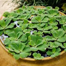 Attēlu rezultāti vaicājumam “Pistia stratiotes”