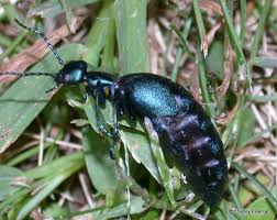 Attēlu rezultāti vaicājumam “Meloe sp. larva”