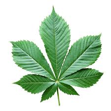 Attēlu rezultāti vaicājumam “Aesculus hippocastanum leaf”