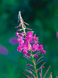 Image result for Epilobium angustifolium