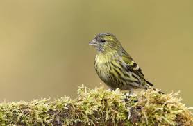 Attēlu rezultāti vaicājumam “Carduelis spinus female”