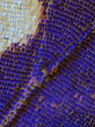 Attēlu rezultāti vaicājumam “Apatura ilia underside”