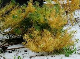 Attēlu rezultāti vaicājumam “Huperzia selago”