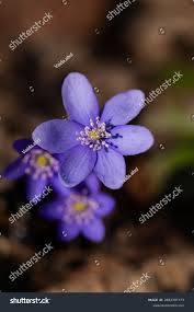 Attēlu rezultāti vaicājumam “Hepatica nobilis leaf”