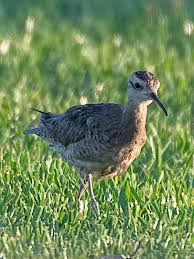 Image result for Numenius minutus