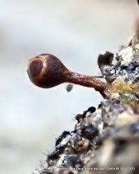 Attēlu rezultāti vaicājumam “Hemitrichia karstenii macro”