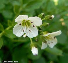 Attēlu rezultāti vaicājumam “Cardamine amara flower”