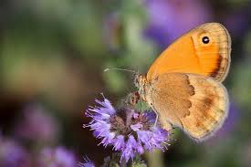 Attēlu rezultāti vaicājumam “Coenonympha pamphilus upperside”