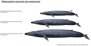 Image result for Balaenoptera musculus