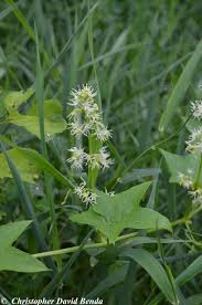 Attēlu rezultāti vaicājumam “Echinocystis lobata flower”