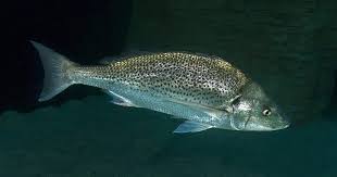 Image result for Pomadasys commersonnii