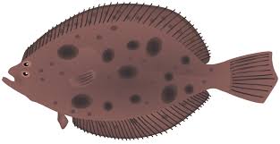 Image result for Paralichthys dentatus