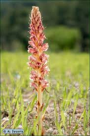 Attēlu rezultāti vaicājumam “Orobanche elatior”