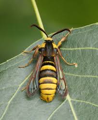Attēlu rezultāti vaicājumam “Sesia apiformis”