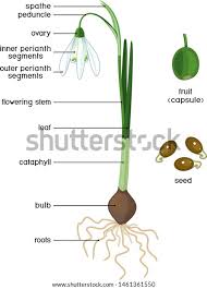 Attēlu rezultāti vaicājumam “Galanthus nivalis fruit”