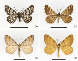 Attēlu rezultāti vaicājumam “Colostygia pectinataria male”
