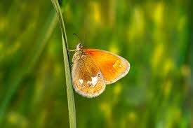 Attēlu rezultāti vaicājumam “Coenonympha glycerion”