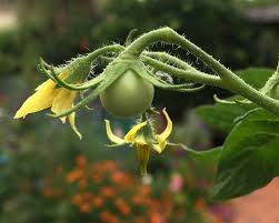 Attēlu rezultāti vaicājumam “Lycopersicon esculentum”