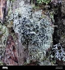 Attēlu rezultāti vaicājumam “Mycoblastus sanguinarius”