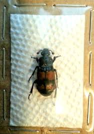 Attēlu rezultāti vaicājumam “Nicrophorus investigator”