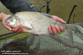 Image result for Abramis brama