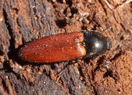 Attēlu rezultāti vaicājumam “Ampedus pomorum”