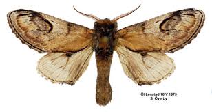 Attēlu rezultāti vaicājumam “Notodonta ziczac”