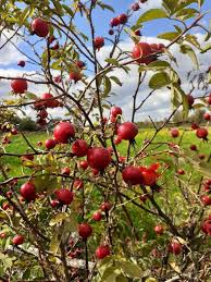 Attēlu rezultāti vaicājumam “Rosa majalis”
