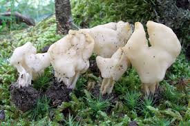 Attēlu rezultāti vaicājumam “Helvella”